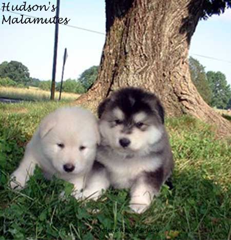 white malamute