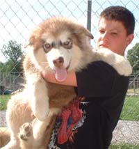 Hudson's Malamutes - Alex with Hudsons Alaskan Malamute puppies