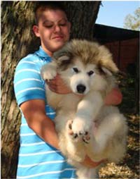 Hudson's Malamutes - Alex with Hudsons Alaskan Malamute puppies