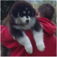 Hudson's Malamutes - Alex with Hudsons Alaskan Malamute puppies