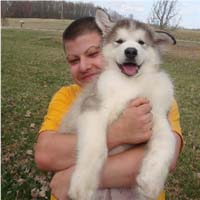 Hudson's Malamutes - Alex with Hudsons Alaskan Malamute puppies