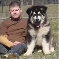 Hudson's Malamutes - Alex with Hudsons Alaskan Malamute puppies