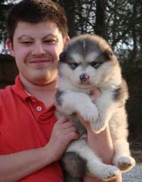 Hudson's Malamutes - Alex with Hudsons Alaskan Malamute puppies