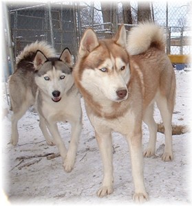 Hudsons Huskies