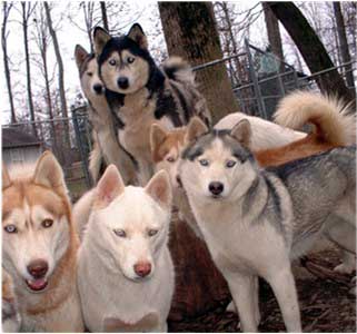 Hudsons Huskies - 6 generations of genetically healthy Siberian Huskies