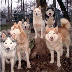 Hudsons Huskies - 6 generations of genetically healthy Siberian Huskies