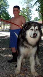 Hudons Malamutes - Alex with Sumo