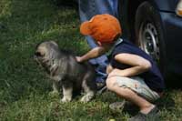 Hudson's Malamutes - Sparkle and Tooter - Hudson's puppy and fan