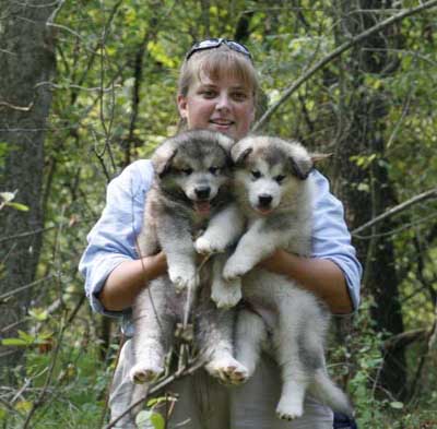 Hudson's Malamutes - Sparkle and Tooter - Jolene and puppies waiting for filming to begin