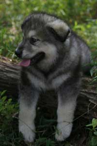 Hudson's Malamutes - Sparkle and Tooter - Hudson's puppy during filming