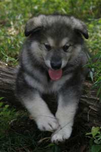 Hudson's Malamutes - Sparkle and Tooter - Hudson's puppy during filming