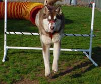 Hudsons Malamutes - Cinnabar Agility