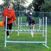 Hudsons Malamutes - Sebastian  Agility Graduate