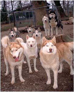 Hudsons Huskies - 6 generations of genetically healthy Siberian Huskies