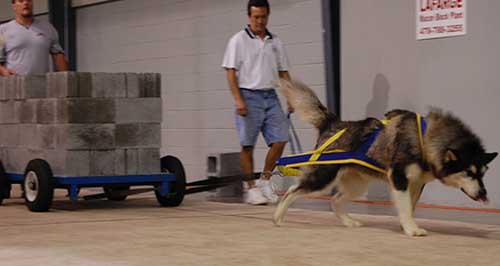 Hudsons Malamutes - Thumper - UKC Pull - August 2008