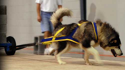 Hudsons Malamutes - Thumper - UKC Pull - August 2008