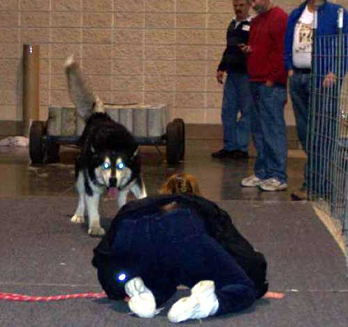 Hudsons Malamutes - Thumper AMCA Nationals 120 Champion