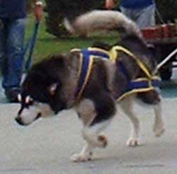 Hudsons Malamutes - Thumper AMCA Nationals 120 Champion