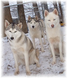 Hudsons Huskies