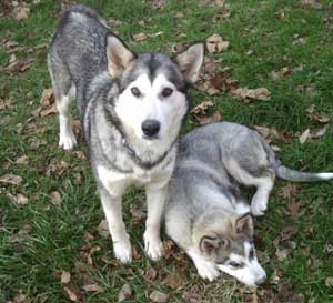 Hudons Malamutes -   Abby & Kip