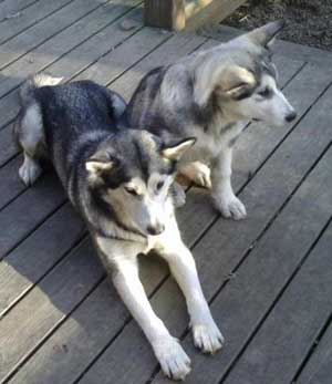 Hudons Malamutes -   Abby & Kip