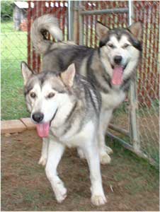 Hudons Malamutes -  Abby & Kip