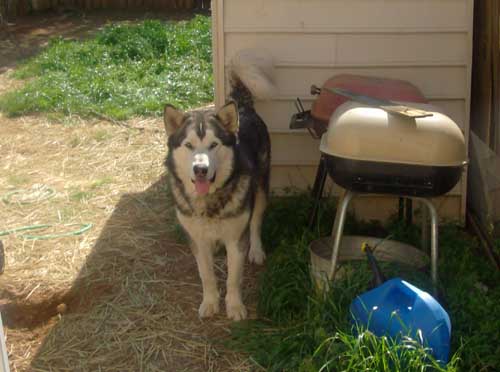 Hudons Malamutes -   Abby & Kip