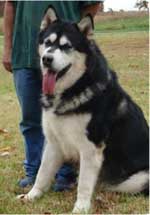 Hudsons Malamutes - Ace