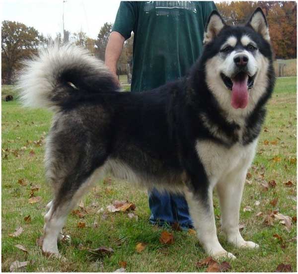 Hudsons Malamutes - Ace