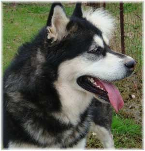 Hudsons Malamutes - Ace