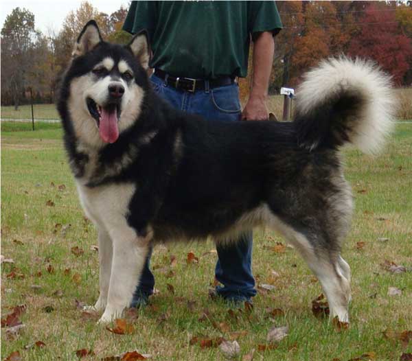 Hudsons Malamutes - Ace