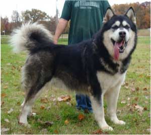 Hudsons Malamutes - Ace