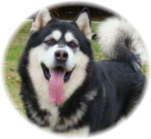 Hudsons Malamutes - Ace