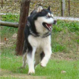 Hudsons Malamutes - Ace