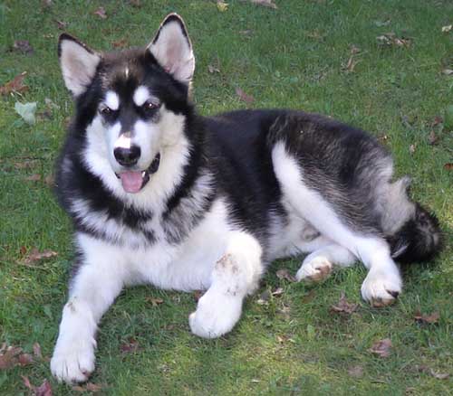 Hudsons Malamutes - Ace