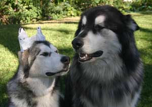 Hudsons Malamutes - Ah-Me