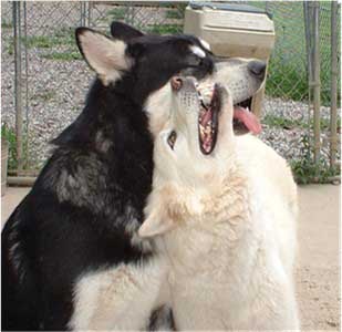 Hudsons Malamutes - Aikido and Igloo - Chaoz parents