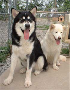 Hudsons Malamutes - Aikido and Igloo - Chaoz parents