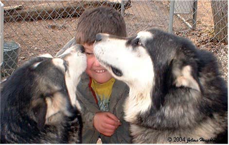 Hudons Malamutes - Alex with Thumper & Ursa