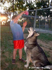 Hudons Malamutes - Alex with Ursa