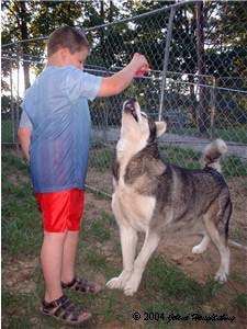 Hudons Malamutes - Alex with Ursa