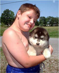 Hudons Malamutes - Alex with Sonomas Boy