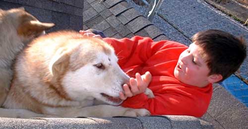 Hudons Malamutes - Alex with Okoey