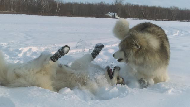 Hudsons Malamutes - Alpha