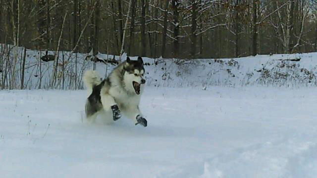 Hudsons Malamutes - Alpha