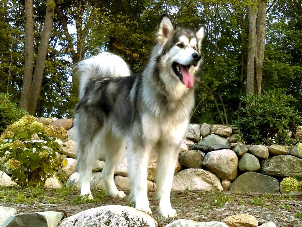 Hudsons Malamutes - Alpha