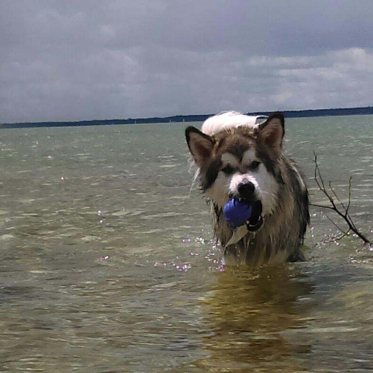 Hudsons Malamutes - Alpha