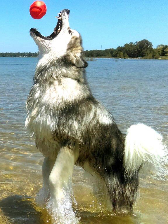 Hudsons Malamutes - Alpha