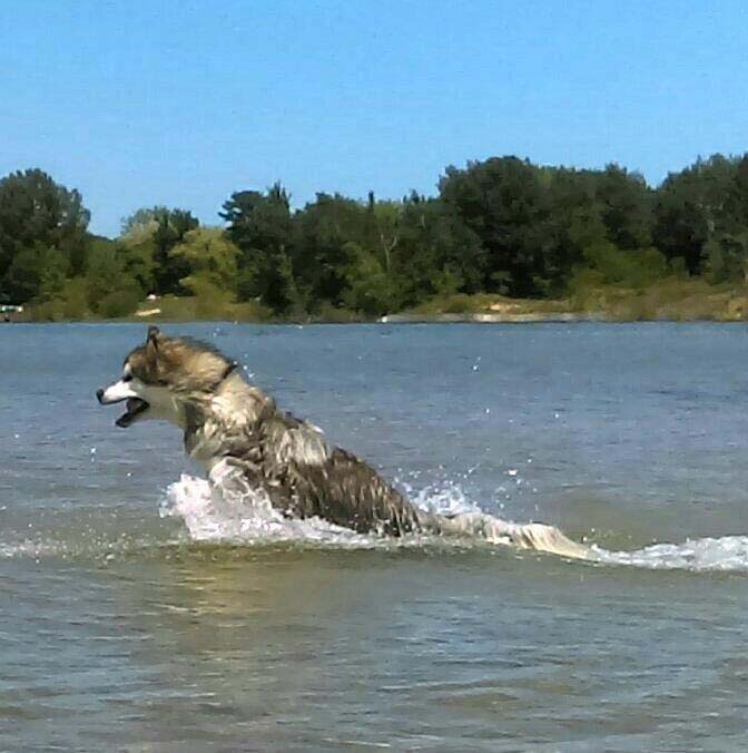 Hudsons Malamutes - Alpha