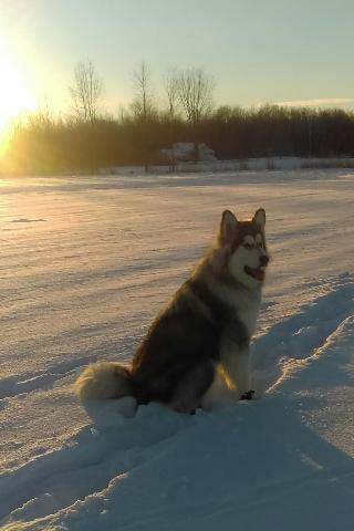 Hudsons Malamutes - Alpha